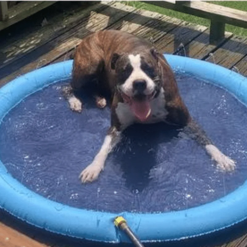 Piscina Para Pets Furry Splasher® Antiderrapante e Com Pressão da Água Regulável