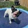 Piscina Para Pets Furry Splasher® Antiderrapante e Com Pressão da Água Regulável - Image 6